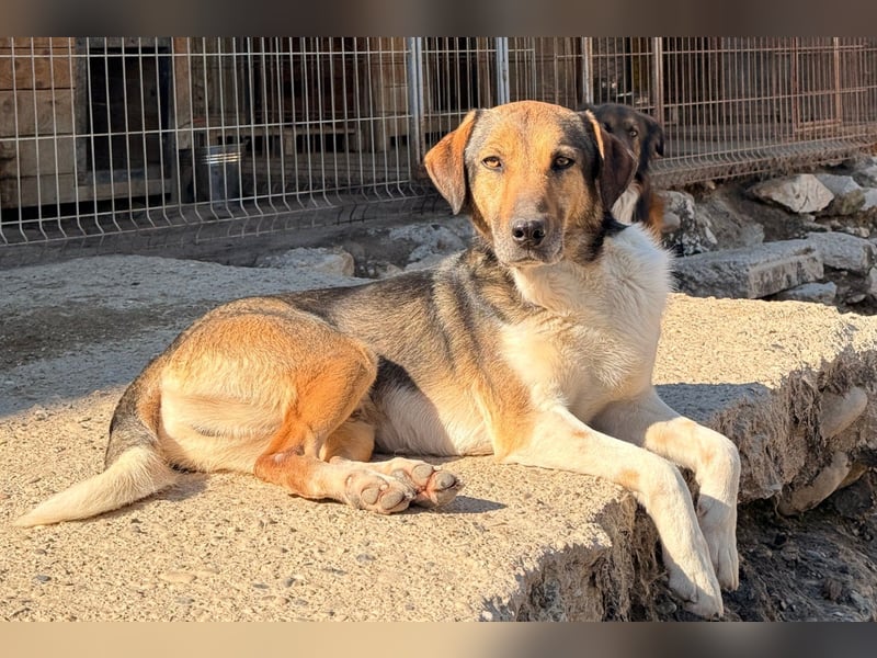 ROBI❤️zauberhafter, lieber Hundejunge - zurückhaltend und sozial
