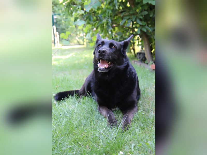 Hündin Elsa sucht ein Zuhause