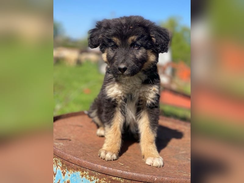 Sirius Black, geb. ca. 12/2023, lebt in GRIECHENLAND, im städt. Tierheim Serres