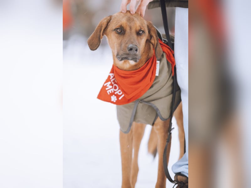 Notfell LASKO❤️in 22559 Hamburg, dringend Für-Immer-Zuhause gesucht