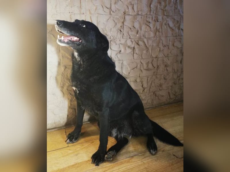 Megi ❤️ herzliche, sanfte Hunde-Seniorin