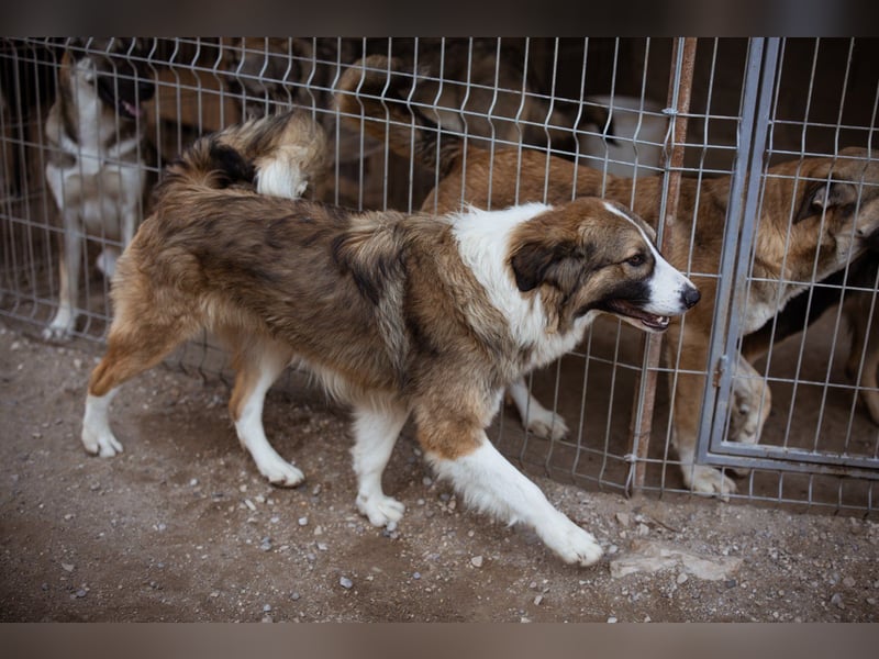Energiebündel Jonesy - sucht Liebe und Halt Energiebündel Jonesy - sucht Liebe und Halt