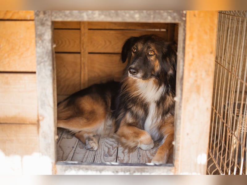 Bogo ♥️ ungeschliffener Schatz auf 4Pfoten
