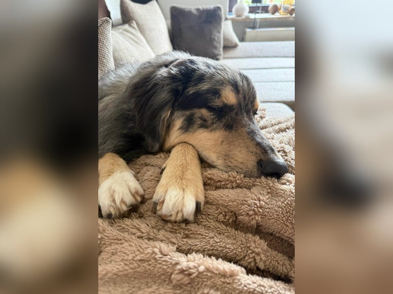 Sensibler Jungrüde ♥BALU♥ wartet schon in 59174 Kamen auf seine Für-Immer-Menschen