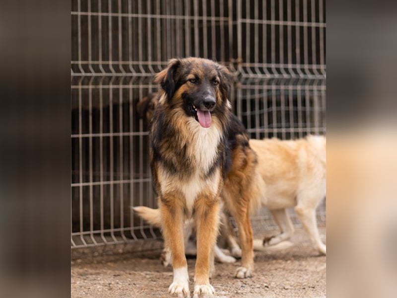 Bogo ♥️ ungeschliffener Schatz auf 4Pfoten