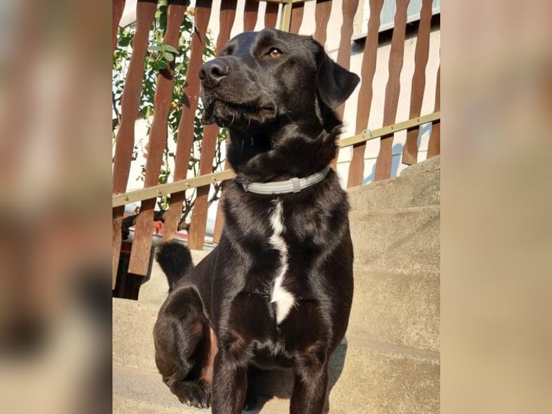 SCOOBY❤️lebensfroher, aktiver Lausbub und sehr menschenbezogen