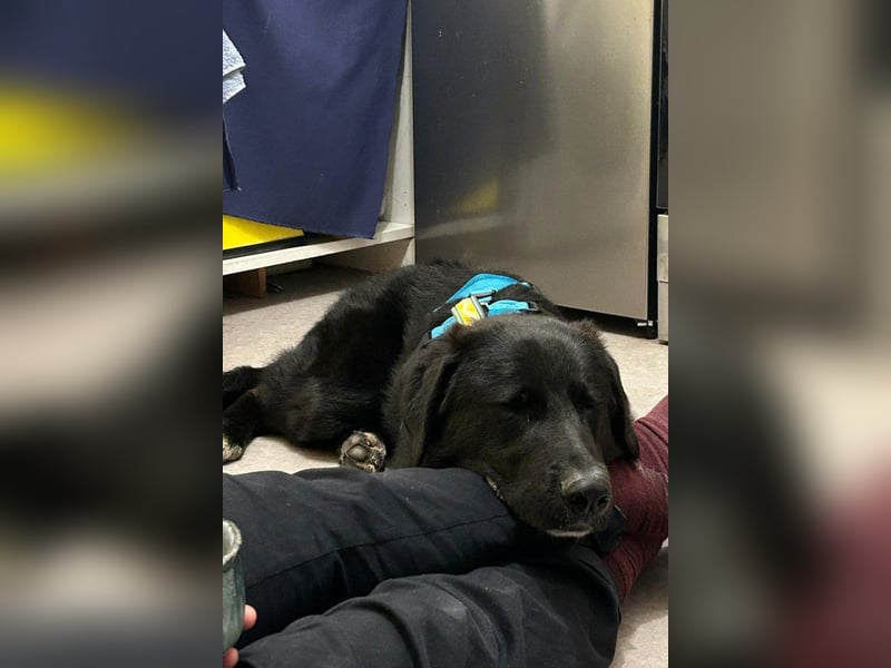 Cosmo - junger charmanter Schäfi-Mix-Bub wartet bereis in 55116 Mainz