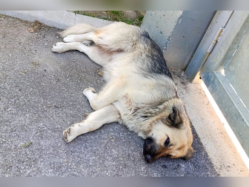 Liebste ♥ Lina ♥ so freundliche Hündin sucht Wärme und Treue