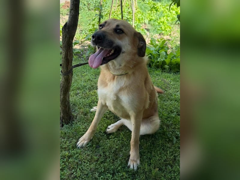 Schöne ♥ Stella ♥ aktiv und lieb, auch besonders zu Kindern