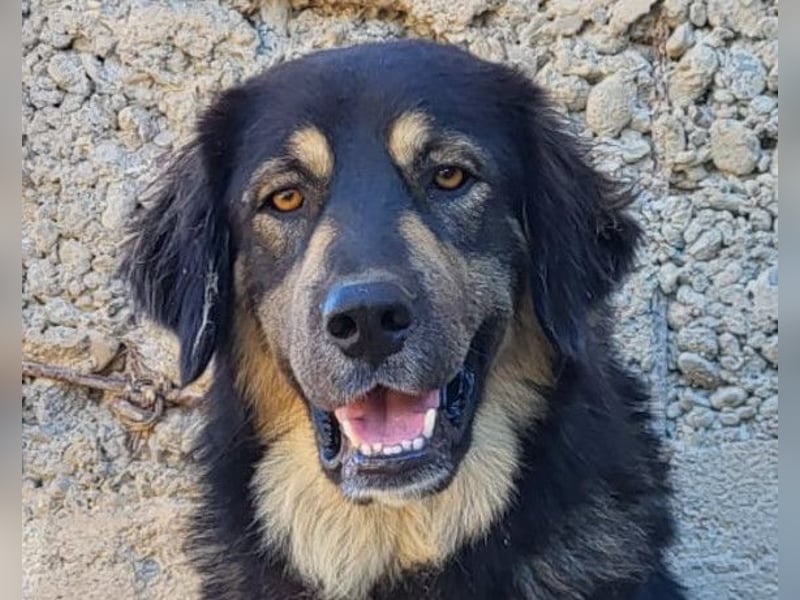 Aramis ❤️ liebevoll aufgeweckter Jungrüde Aramis ❤️ liebevoll aufgeweckter Jungrüde