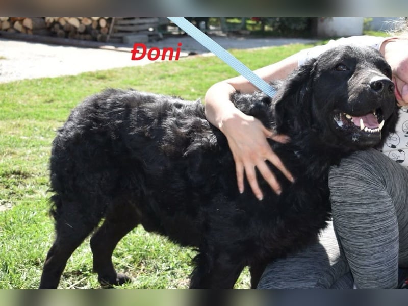 OldBoy  Đoni  sucht seine treuen Menschen