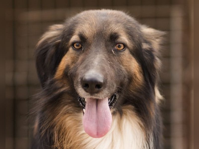 Bogo ♥️ ungeschliffener Schatz auf 4Pfoten