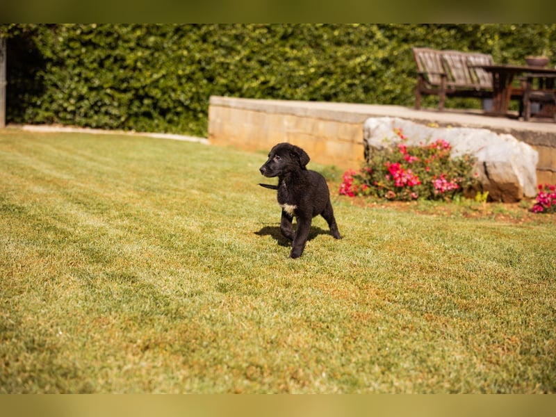 Cosmo - junger charmanter Schäfi-Mix-Bub