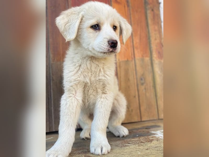 Nacho, geb. ca. 03/2026 , lebt in GRIECHENLAND, auf einer privaten Pflegestelle