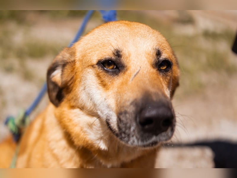 Schöne ♥ Stella ♥ aktiv und lieb, auch besonders zu Kindern