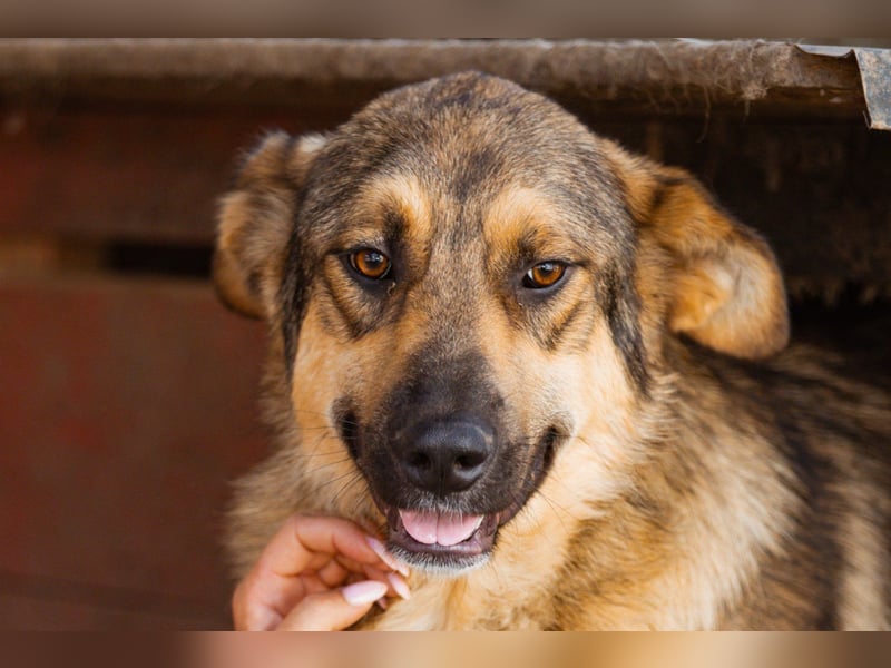 Mix-Rüde ♥Marco♥ ein Familienhund; ein Herz von Hund