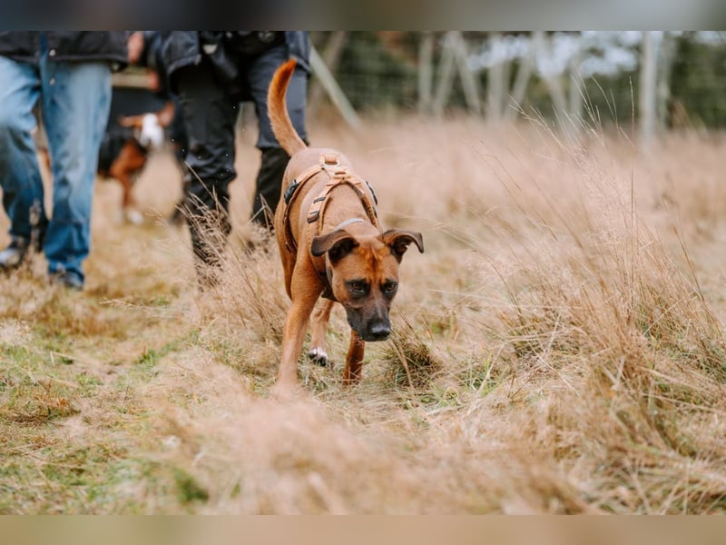 Rüde Moritz sucht aktives Zuhause