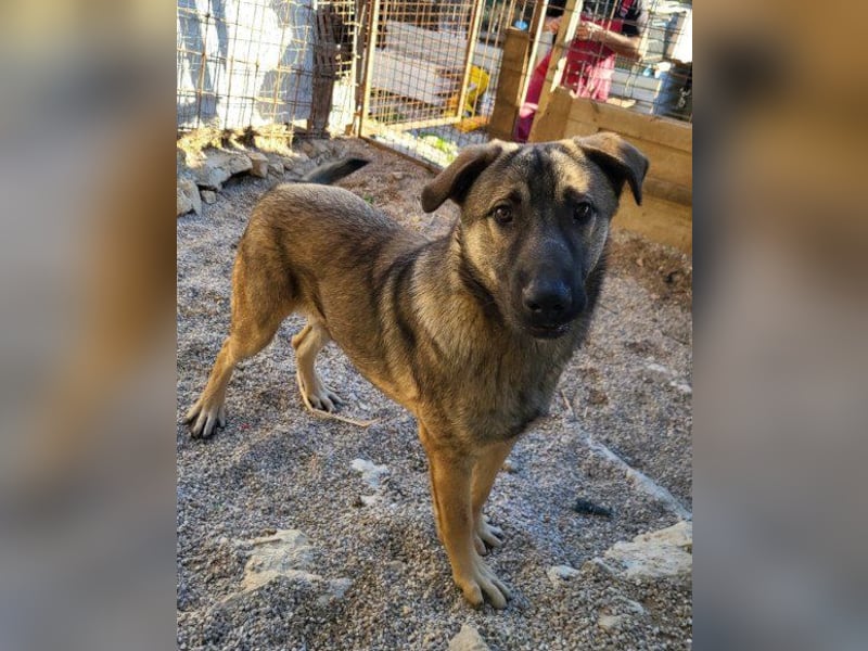 CharmingBoy ♥Luis♥ liebenswertes Fellherz