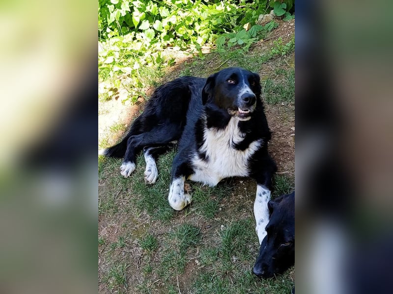 Prachtkerl ♥ Kenzo ♥ lieb, freundlich, sozial, warmherzig