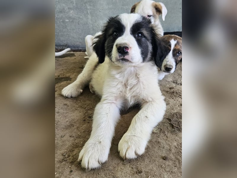 Lando, geb. ca. 02/2025, lebt in GRIECHENLAND, auf einer privaten Pflegestelle