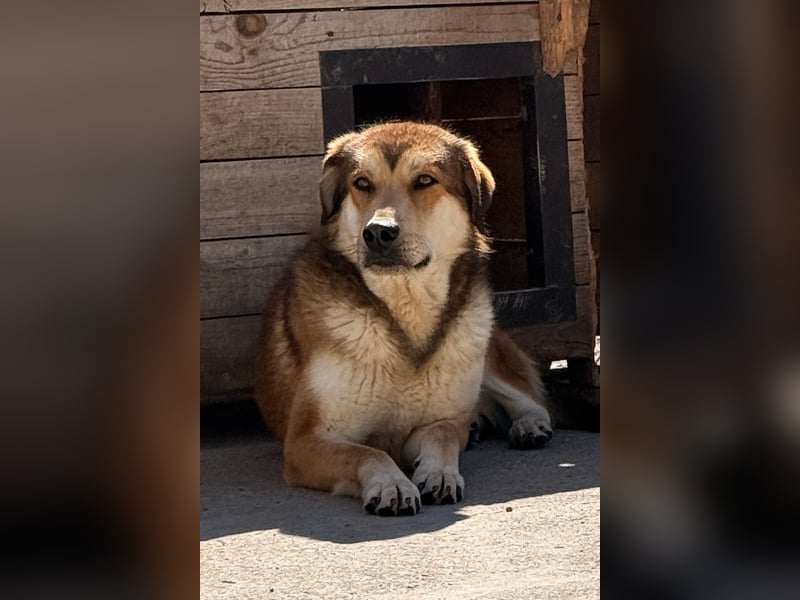 Luki ❤️ so lieber, schüchterner & sensibler Rüde