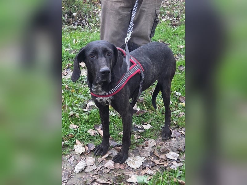 Pointer-Mix-Lady Daria: ein Herz aus Fell