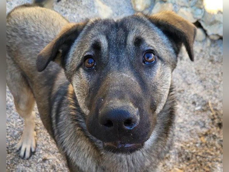 CharmingBoy ♥Luis♥ liebenswertes Fellherz