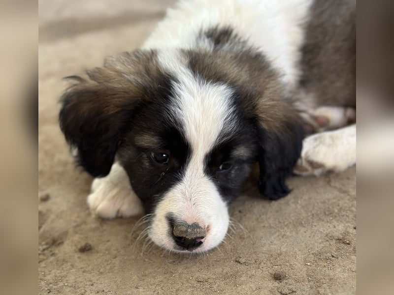 Lando, geb. ca. 02/2025, lebt in GRIECHENLAND, auf einer privaten Pflegestelle