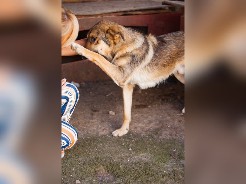 Mix-Rüde ♥Marco♥ ein Familienhund; ein Herz von Hund