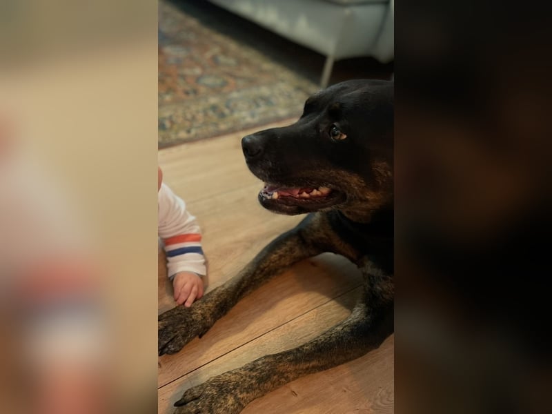 Aktive Hündin sucht einen Platz mit Zeit und Auslauf