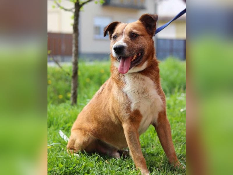 Floki ❤️ freundlich & so menschenbezogen