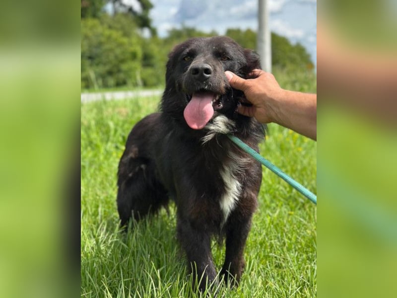 Morach ❤️ sanfter & so lieber Hundeschatz Morach ❤️ sanfter & so lieber Hundeschatz