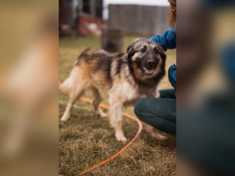 Schenkst du Buster ein tolles Zuhause?