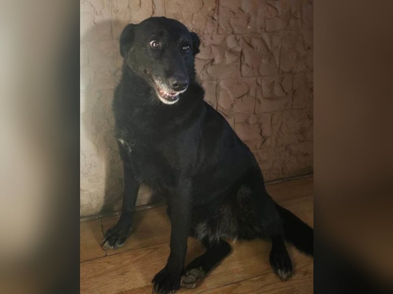 Megi ❤️ herzliche, sanfte Hunde-Seniorin