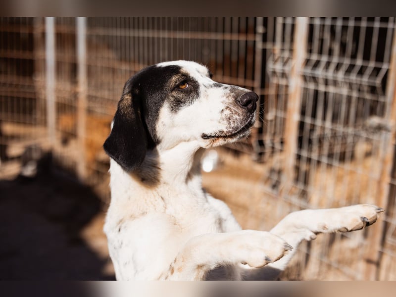Ananda ❤️ liebe, treue Fellfreundin fürs Leben