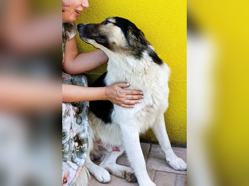 Liebster ♥ Lenni ♥ großer freundlicher sozialer Schmuse-Bub