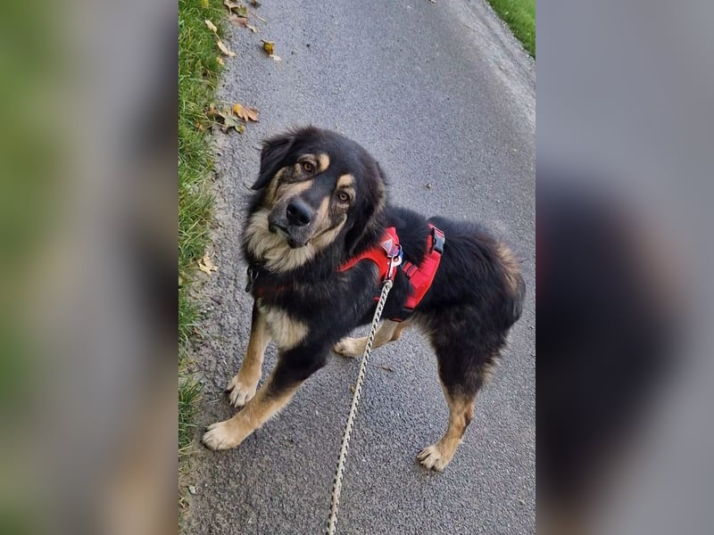 Aramis ❤️ wartet in 31812 Bad Pyrmont