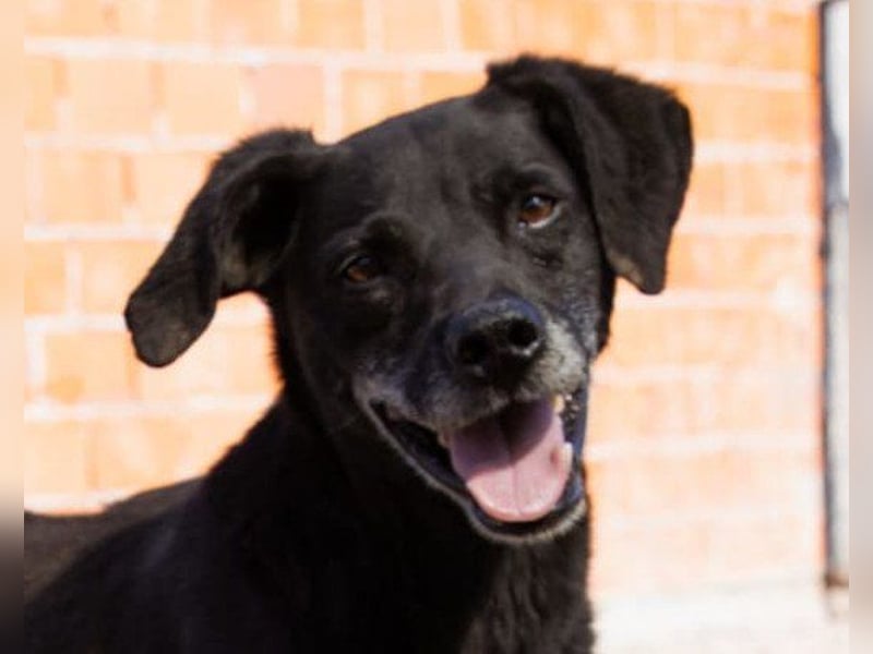 OldBoy ♥ Audi ♥ ein so lieber Schatz sucht sein verdientes Für-Immer-Körbchen