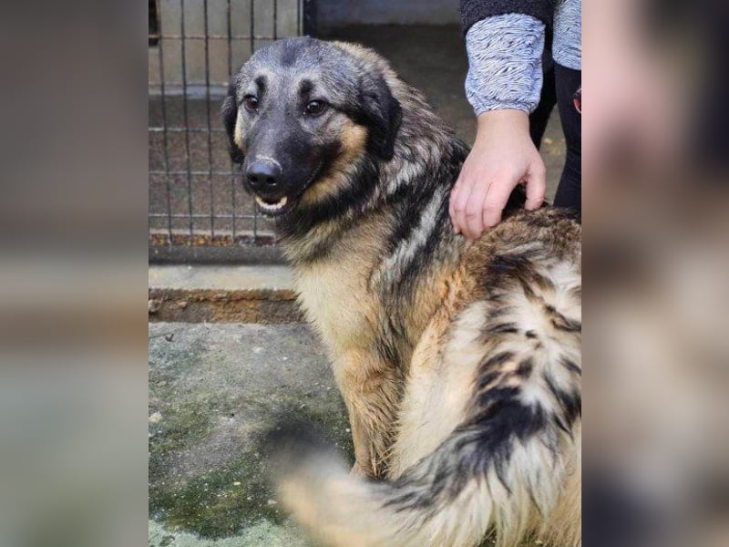 Schenkst du Buster ein tolles Zuhause?