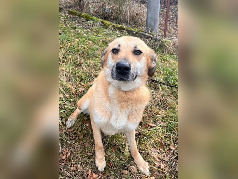 Schöne ♥ Stella ♥ aktiv und lieb, auch besonders zu Kindern
