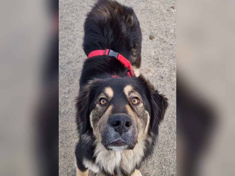 Aramis ❤️ wartet in 50169 Kerpen auf dich