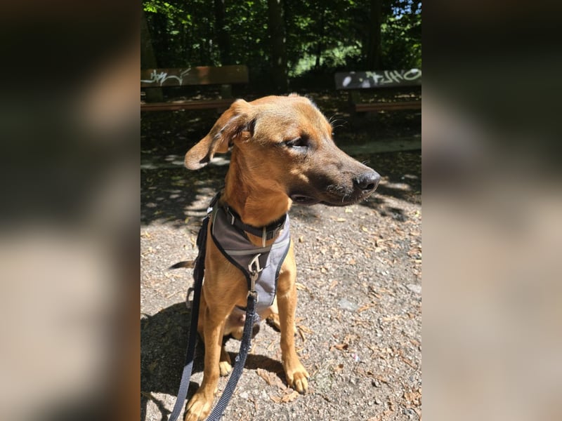 LASKO❤️charmanter, cleverer Hundebub wartet schon in 22559 Hamburg!