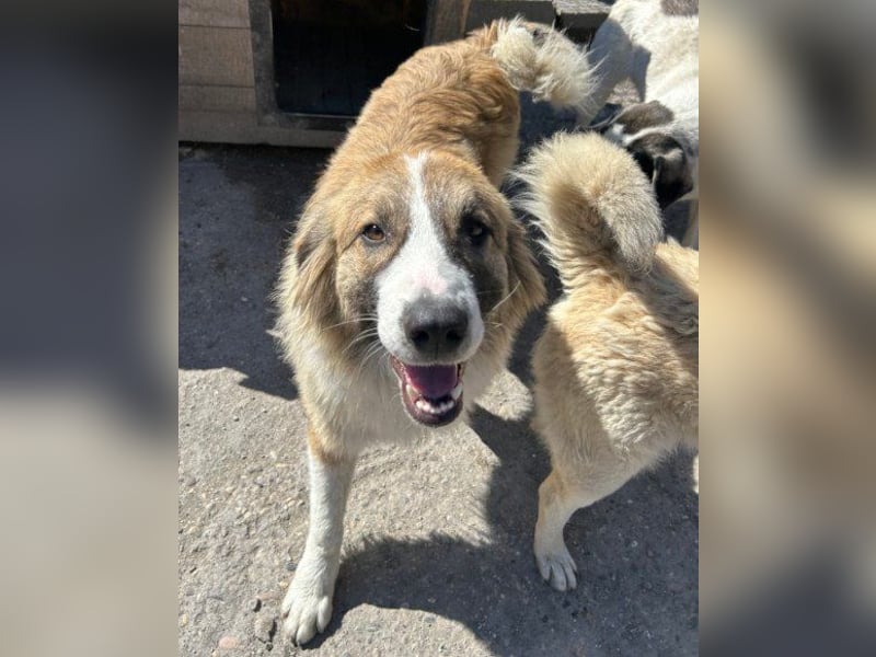 Energiebündel Jonesy - sucht Liebe und Halt