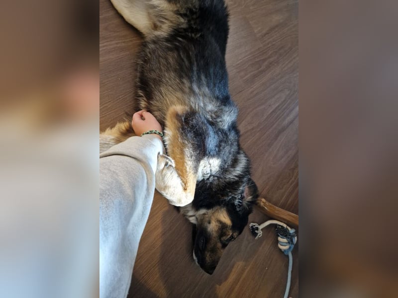 Aramis ❤️ wartet in 31812 Bad