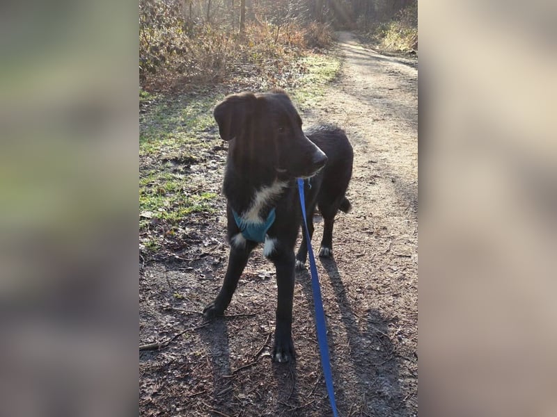 Sienna - fröhlicher Schäfi-Mix, wartet bereits in 45289 Essen