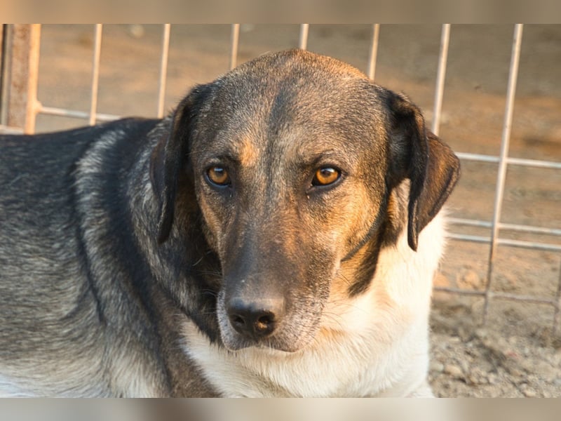 ROBI❤️zauberhafter, lieber Hundejunge - zurückhaltend und sozial