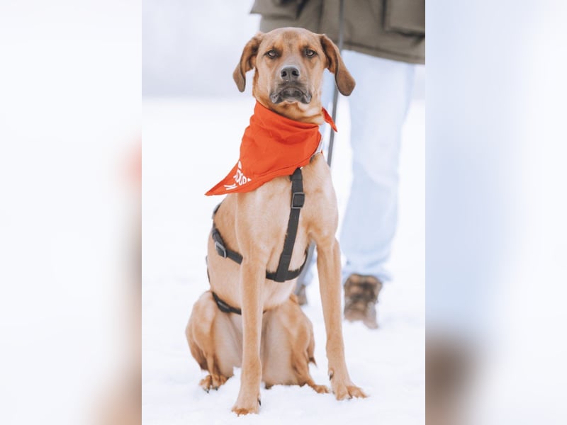 Notfell LASKO❤️in 22559 Hamburg, dringend Für-Immer-Zuhause gesucht