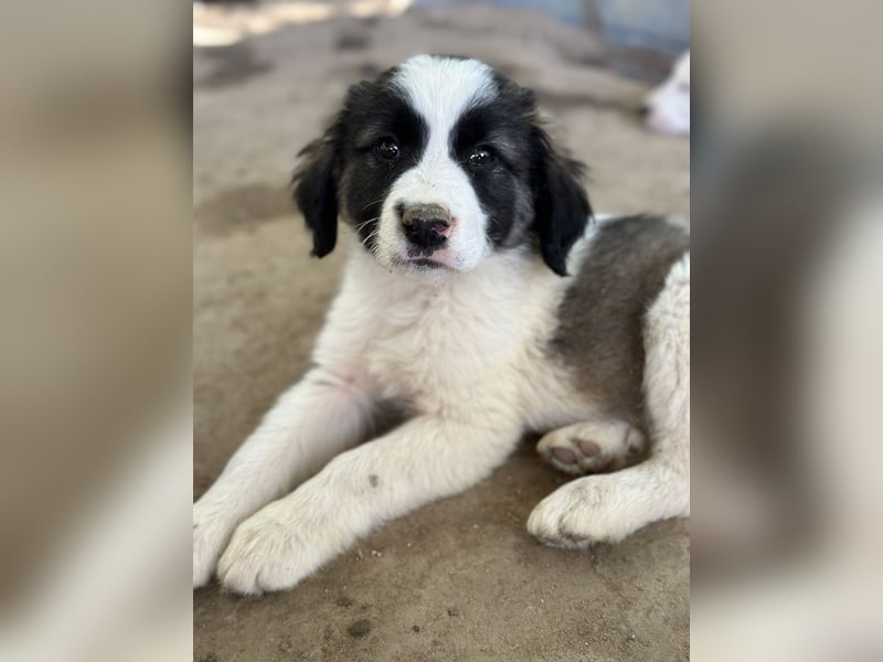 Lando, geb. ca. 02/2025, lebt in GRIECHENLAND, auf einer privaten Pflegestelle