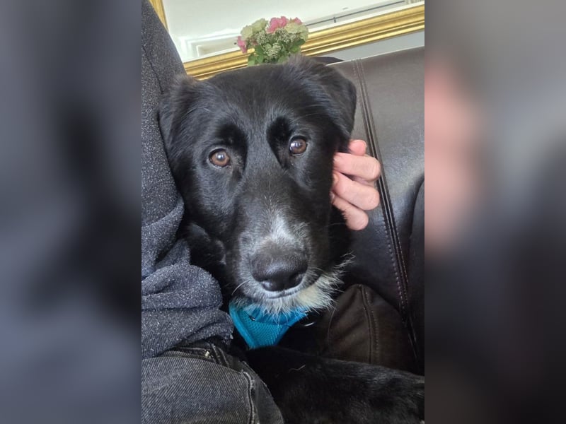 Sienna - fröhlicher Schäfi-Mix, wartet bereits in 45289 Essen