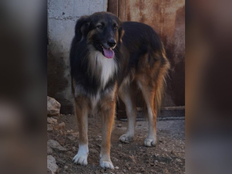 Bogo ♥️ ungeschliffener Schatz auf 4Pfoten